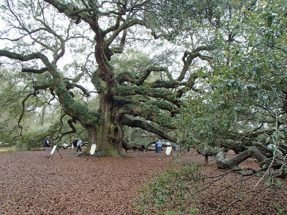 how-long-do-live-oaks-live-uf-ifas-extension-lake-county