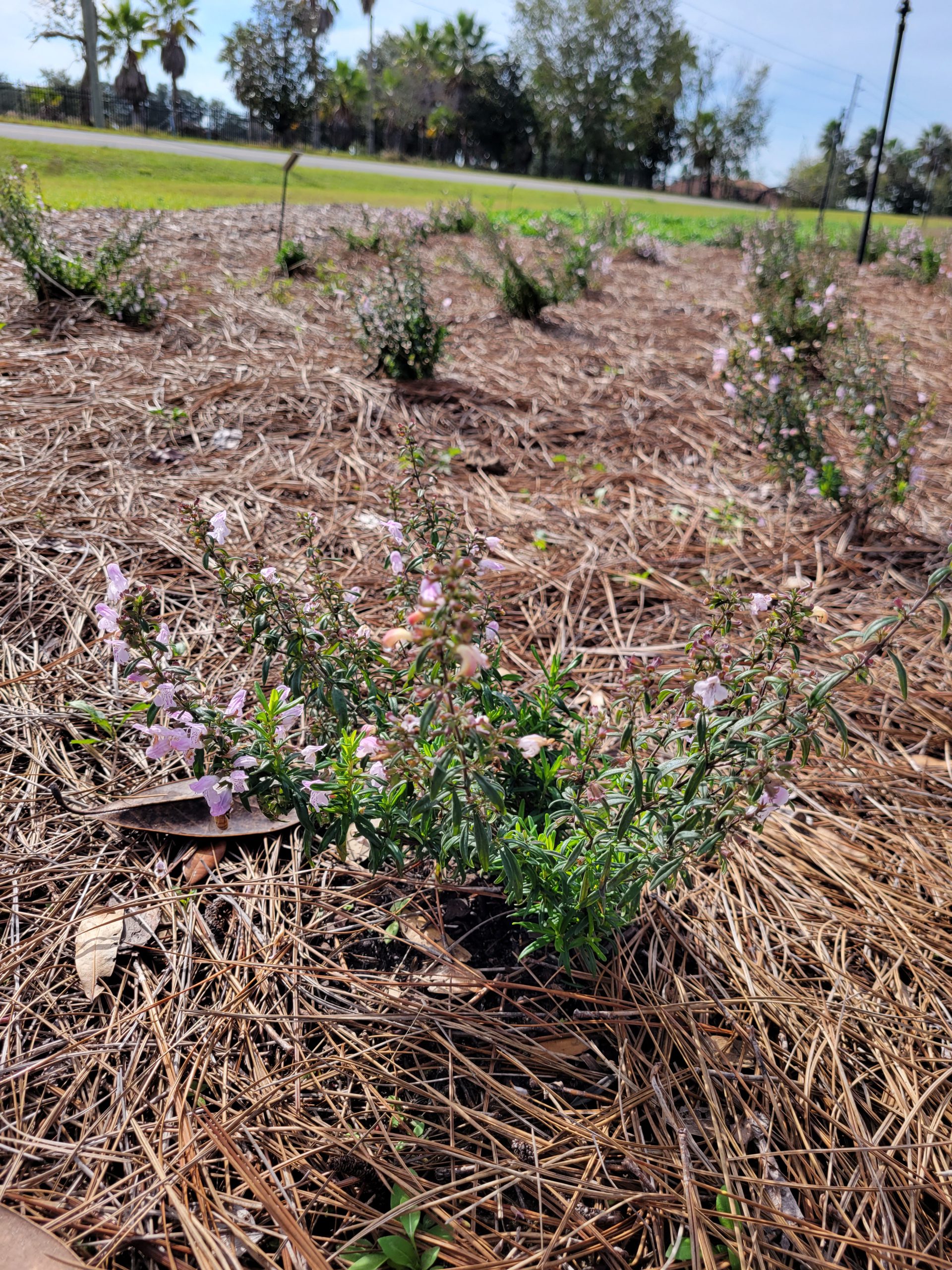Mulch Options for the Home Landscape UF/IFAS Extension Lake County