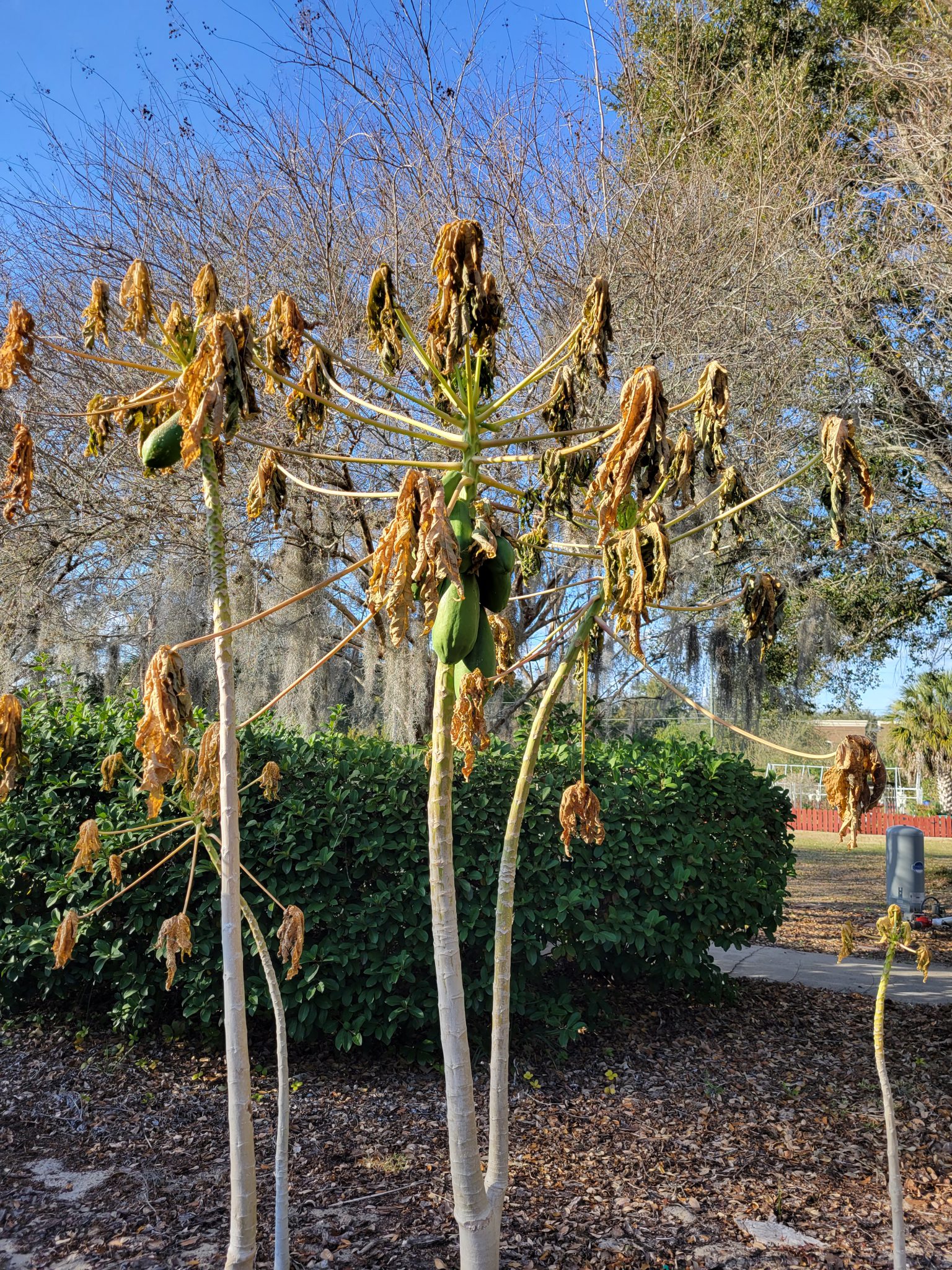 How To Cut Back Plants After A Freeze