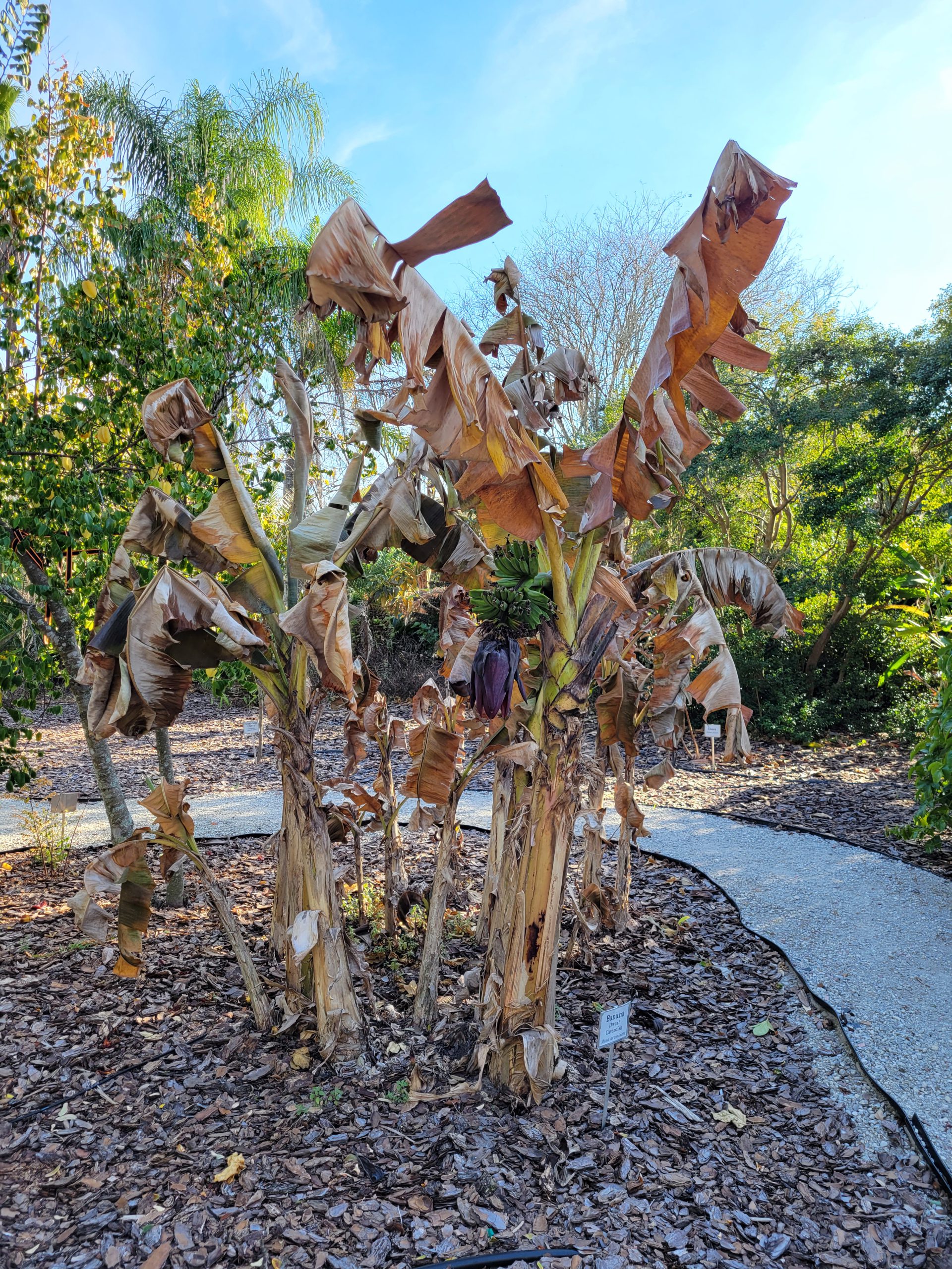 Caring for Landscape Plants After a Freeze UF/IFAS Extension Lake County