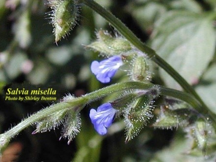 Salvias for Your Florida Garden - UF/IFAS Extension Lake County