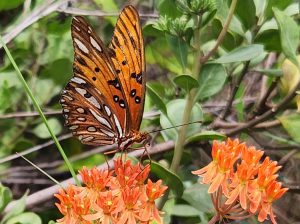 Native Milkweed (Asclepias tuberosa) with Gulf Fritillary Butterfly