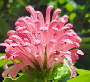 This plume of tightly-arranged pink flowers is one-of-a-kind!