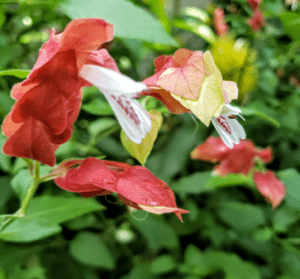 Shrimp Plants are among a few shade-loving shrubs that flower year long.