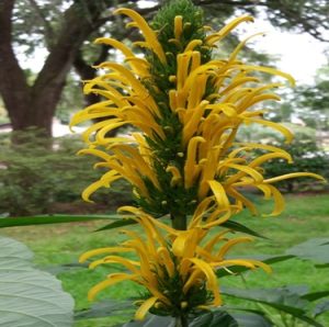 Green inflorescense grows longer and longer, adding yellow flowers, as it builds a tall flower spike.
