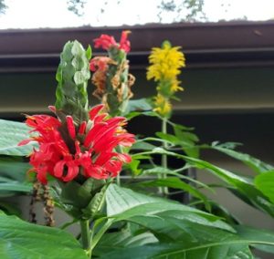 Deep green ovate leaves contrast the brilliant Cardinal red flowers.