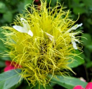 Beautiful white flower peer through a wooly flower spike.