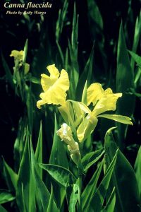 Golden Canna (Canna flacida)