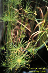 Dwarf Papyrus (Cyperus prolifer)