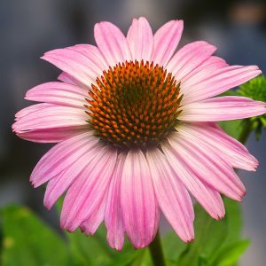 Purple Coneflower