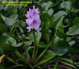 Water Hyacinth (Eichhornia crassipes)