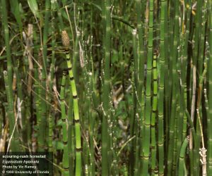 Scouring-Rush Horsetail (Equisetum hyemale)