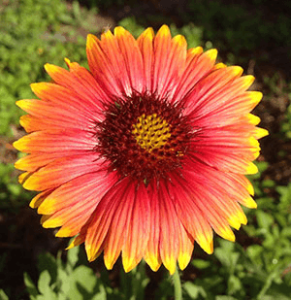 Blanket Flower