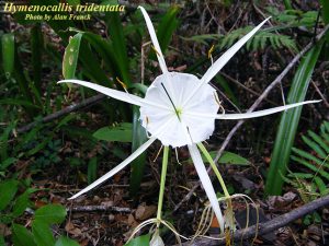 Florida Spider Lily (Hymenocallis tridentata)