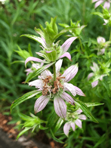 Spotted Beebalm