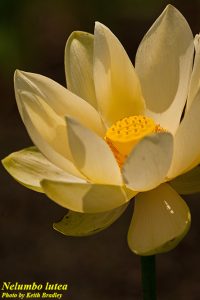 American Water Lotus (Nelumbo lutea)