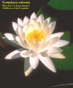 American White Water Lily (Nymphaea odorata)