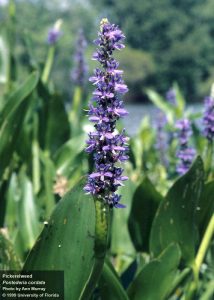 Pickerel Weed (Pontederia cordata)