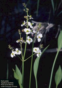 Duck Potato (Sagittaria lancifolia)