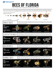 Pictorial views of most common bees in Florida!