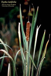Cattail (Typha latifolia)