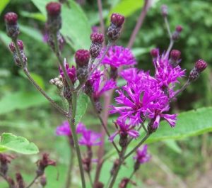 Tall Ironweed