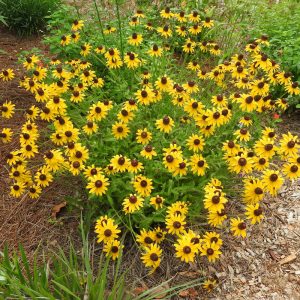 Black-Eyed Susan