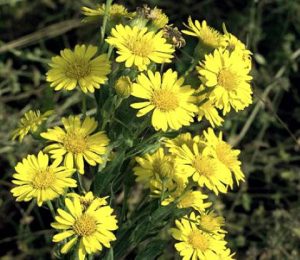 Cottony Goldenaster