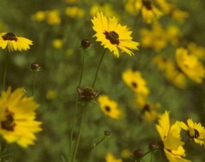 Leavenworth's Tickseed