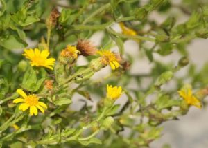 False Goldenaster