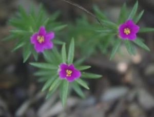 Pink Purslane
