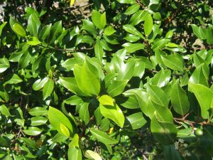 Cherry Laurel