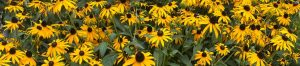 Black-eyed Susan