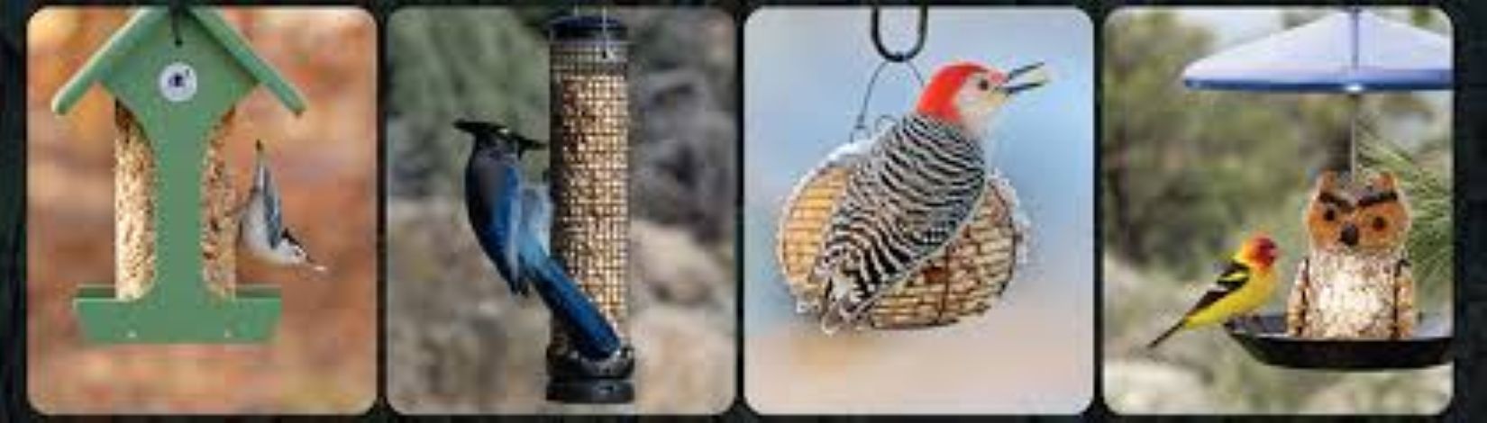 Watch the Birds: Bird Feeders