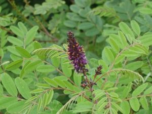 False Indigo