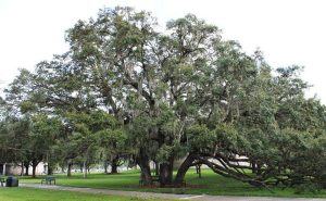 Live Oak