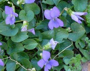 Common Wood Violet