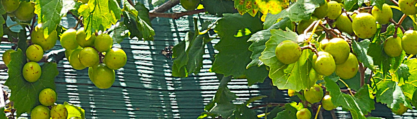 Grape Arbor Garden
