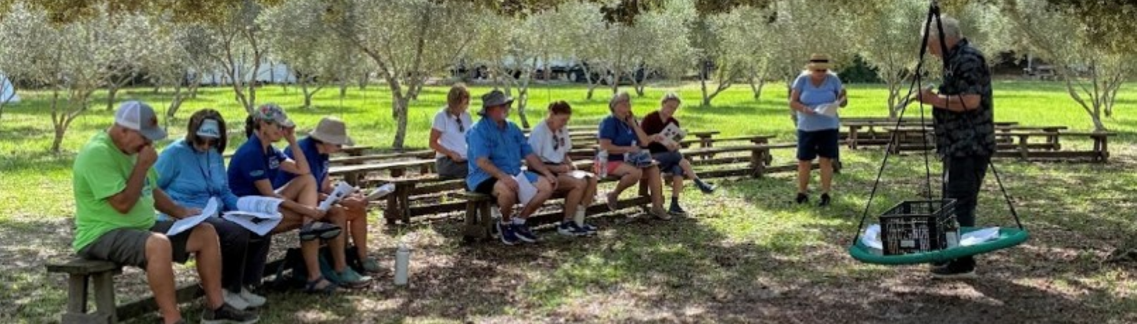 The Olive Grove