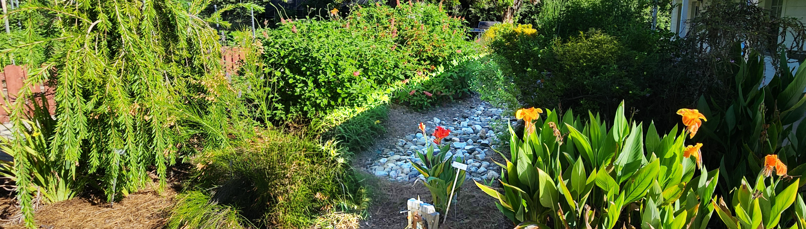 Rain Garden