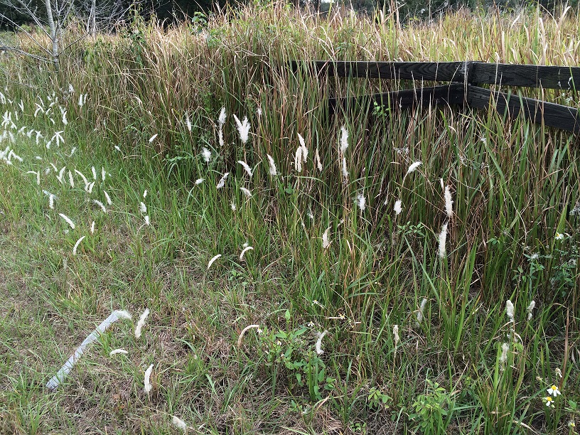 Cogongrass growing along fence line.