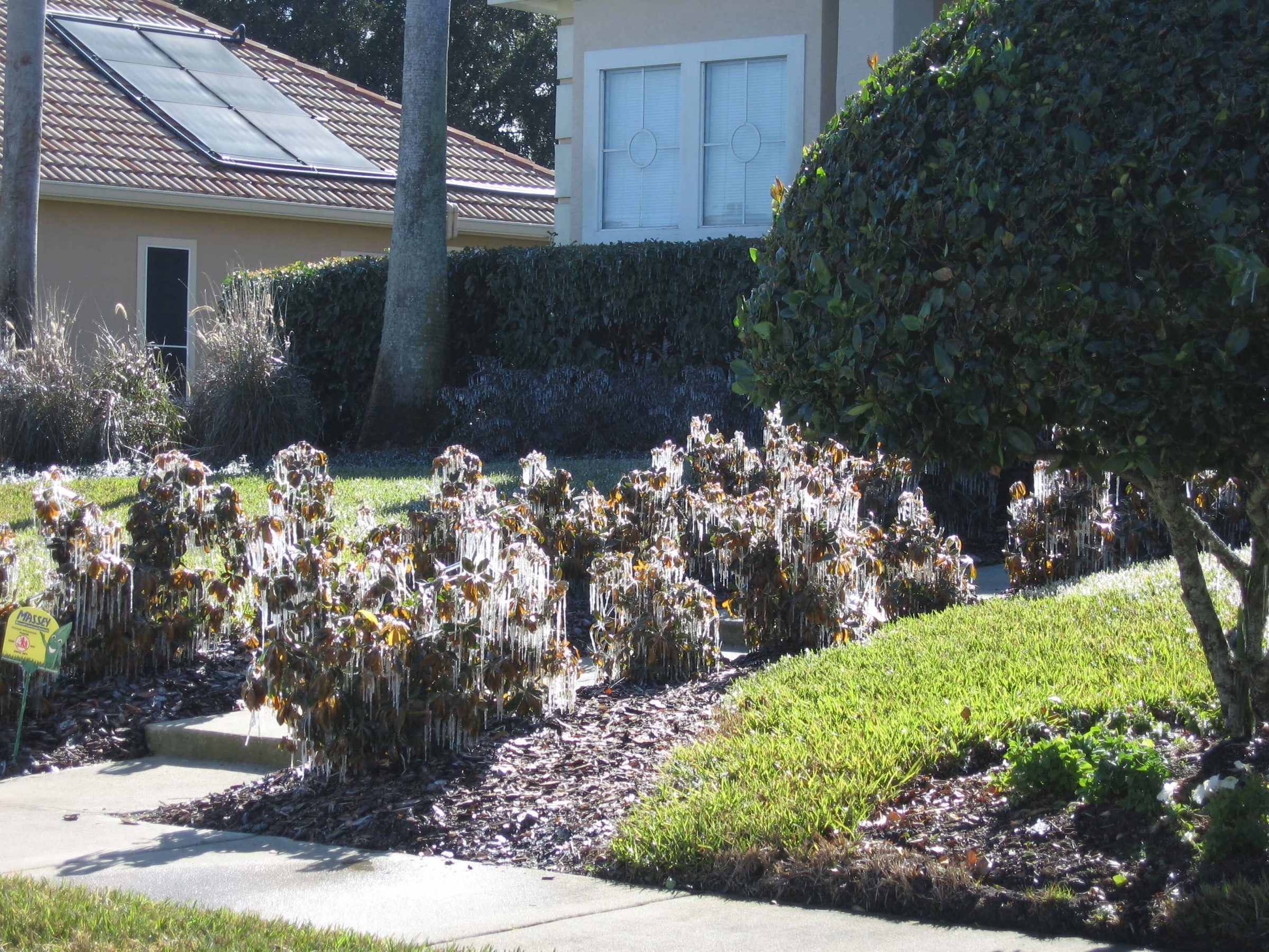 Irrigation left on during a cold event can spell disaster in the landscape.