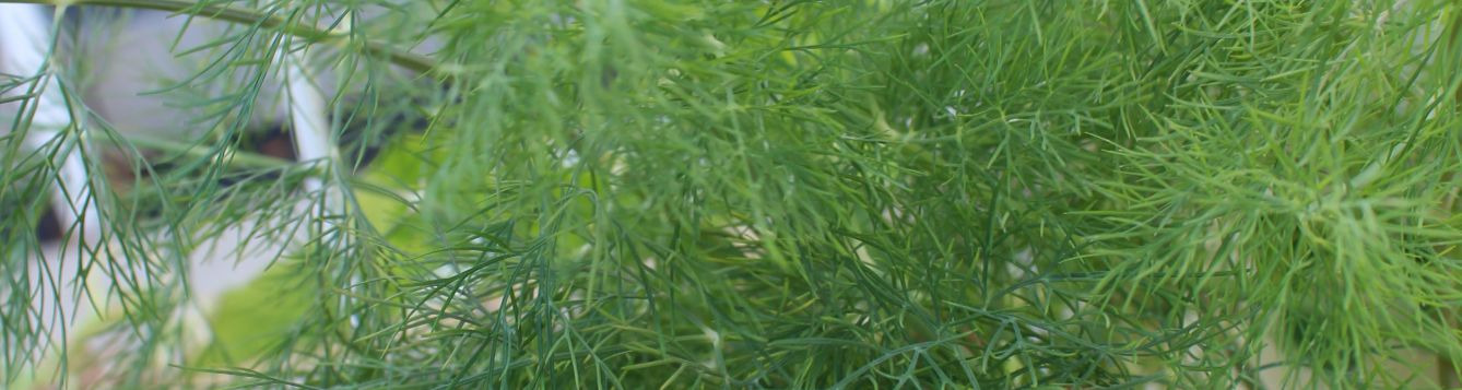 Utilize fresh herbs such as dill for flavor without adding sodium.