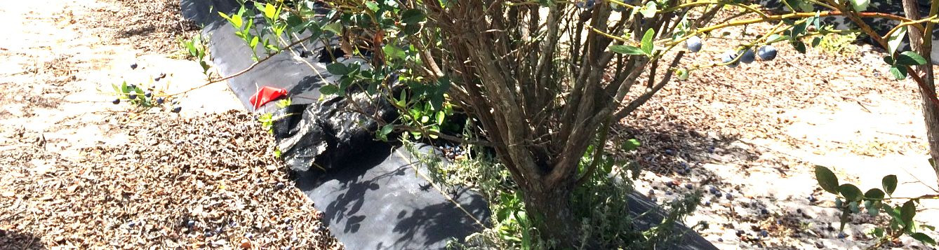 Blueberry tree base in field