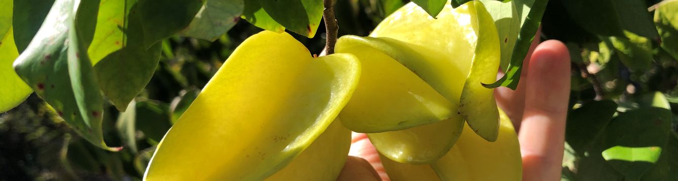hand picking a carambola fruit