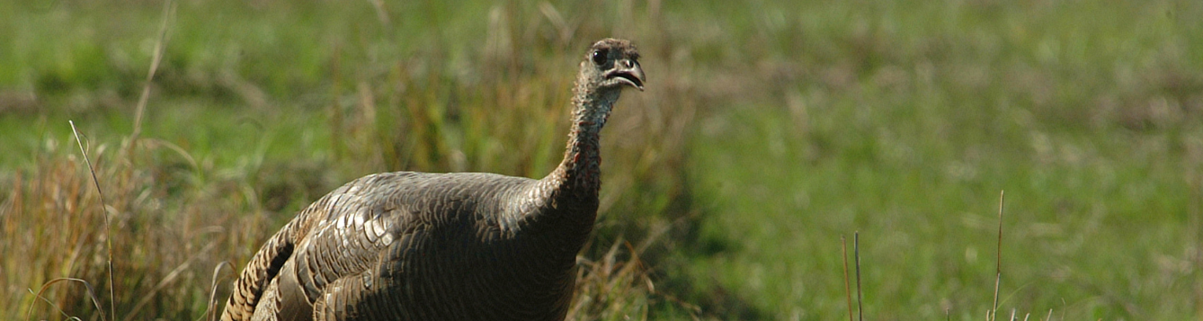 A wild turkey hen out foraging for food