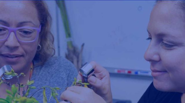 Starting Your Greenhouse or Nursery Business in Central Florida: Pest and Disease Management Resources