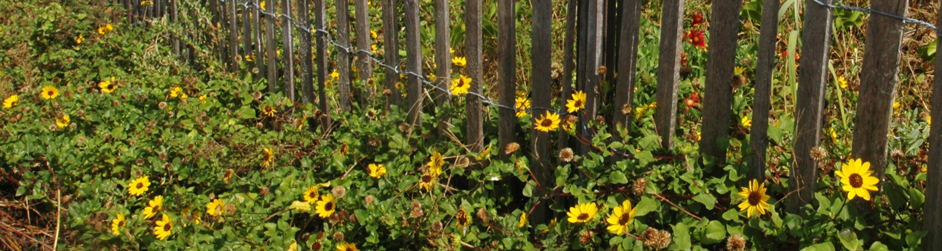 Fact Sheet Beach Sunflower Ufifas Extension Lee County 1530