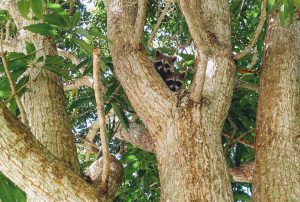 Racoons in a tree