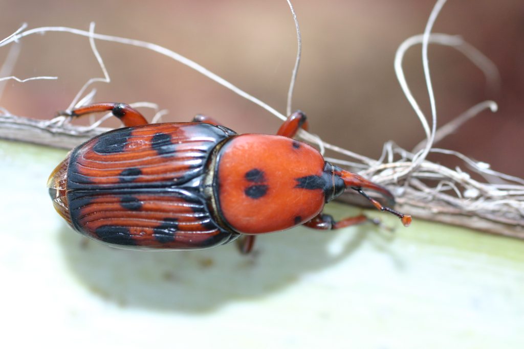 Palmetto Weevils in Landscape Palms - UF/IFAS Extension Lee County